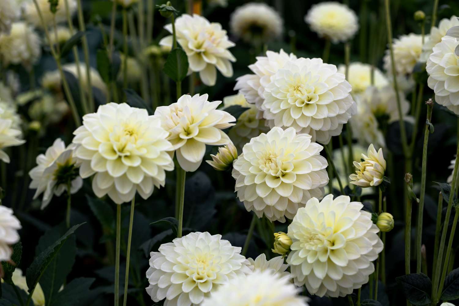 Dahlie 'Caramel Antique'